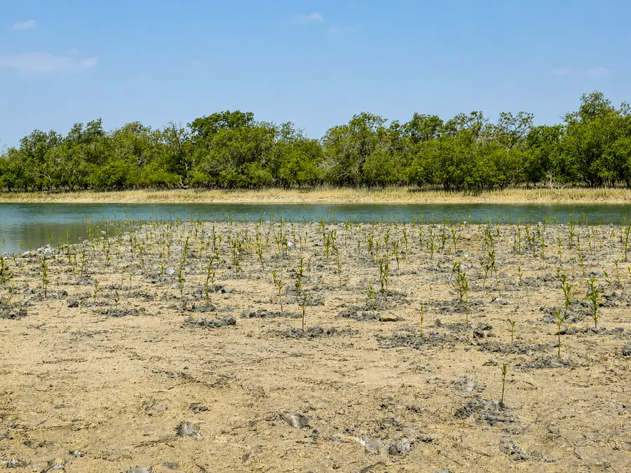 Mangrove seedlings established in an intertidal area