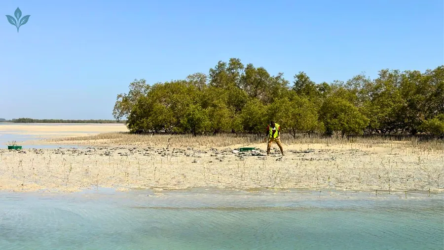 Mangrove field team working on a coastal island