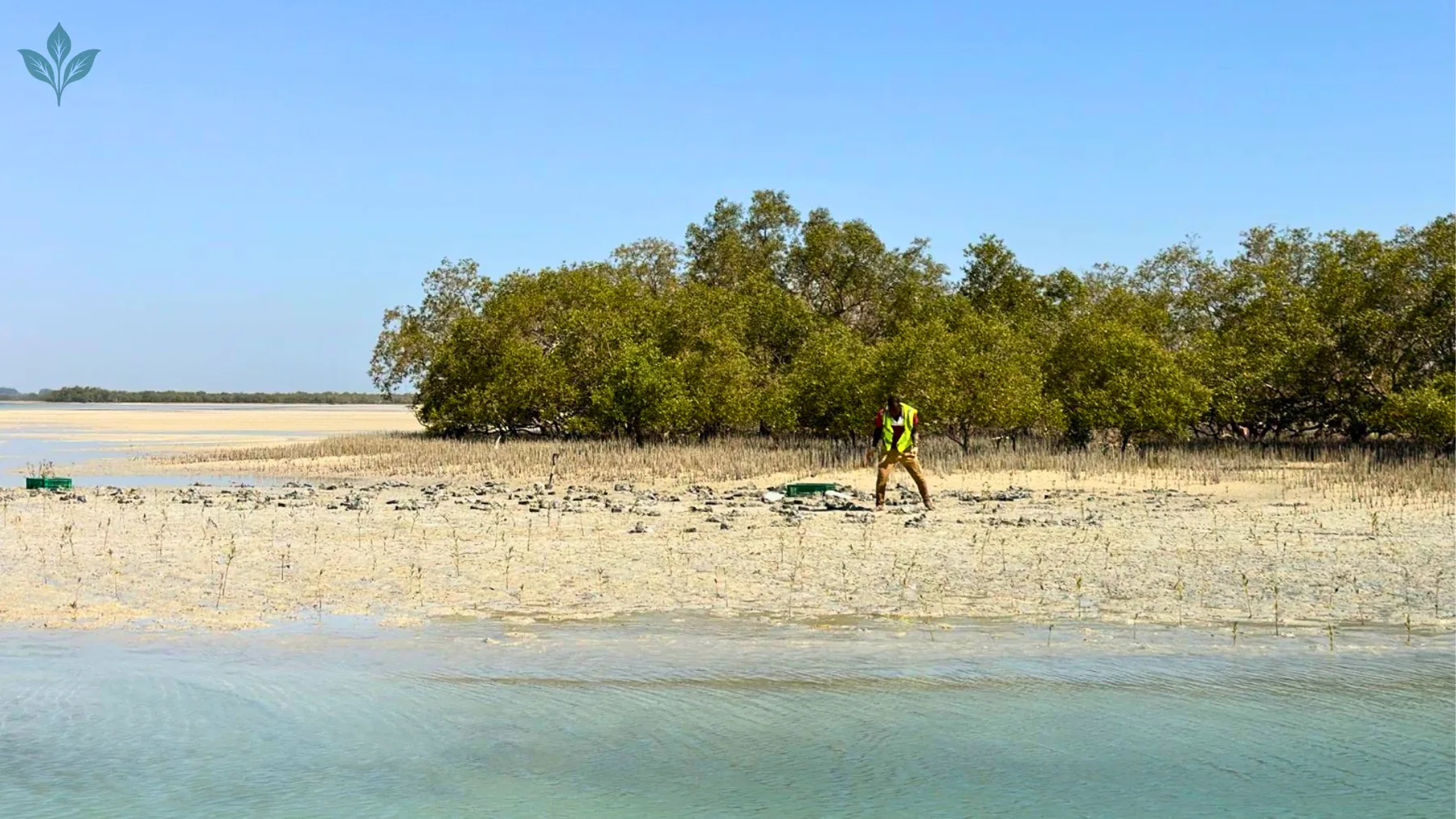 Field team inspecting mangrove habitat on an island