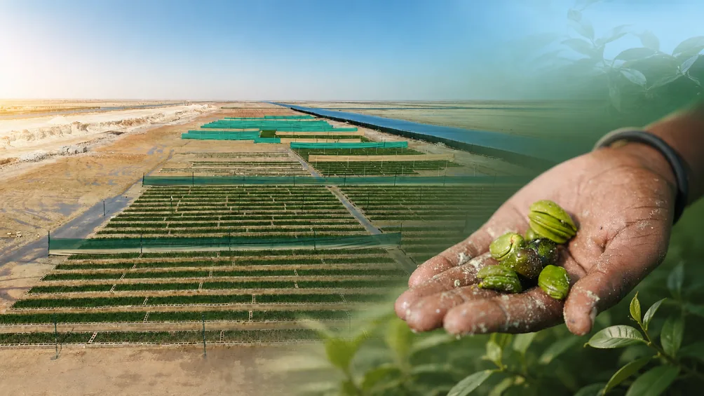 Mangrove nursery and propagule preparation