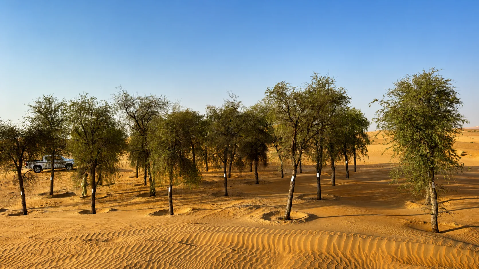 Native Ghaf trees established in a protected desert area